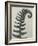 Polystichum munitum-Karl Blossfeldt-Framed Giclee Print