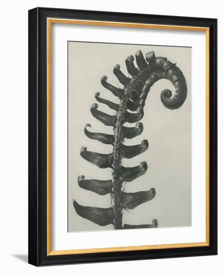 Polystichum munitum-Karl Blossfeldt-Framed Giclee Print