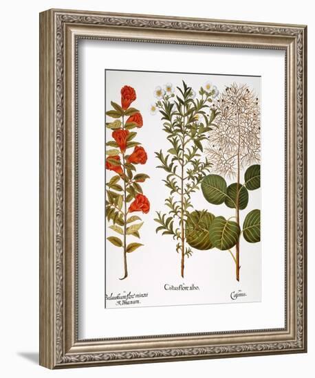 Pomegranate, 1613-Besler Basilius-Framed Giclee Print