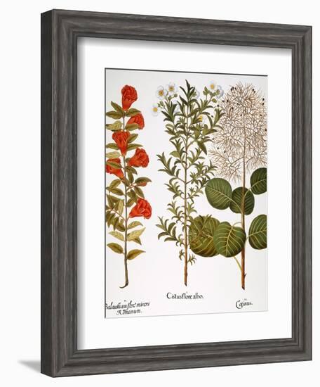 Pomegranate, 1613-Besler Basilius-Framed Giclee Print