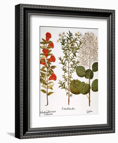 Pomegranate, 1613-Besler Basilius-Framed Giclee Print