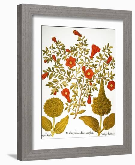 Pomegranate, 1613.-Besler Basilius-Framed Giclee Print