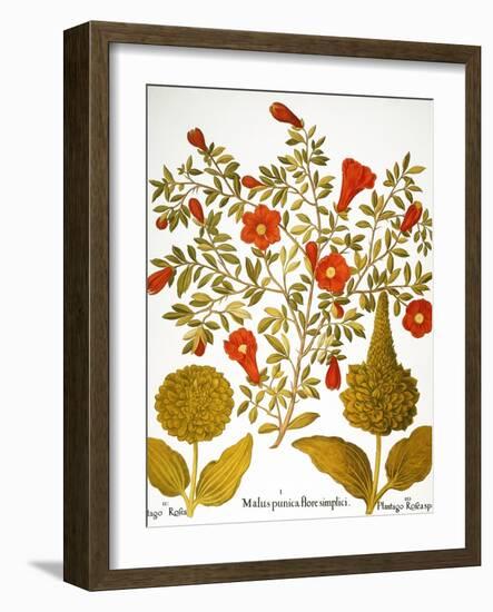 Pomegranate, 1613.-Besler Basilius-Framed Giclee Print