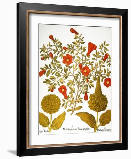 Pomegranate, 1613.-Besler Basilius-Framed Giclee Print