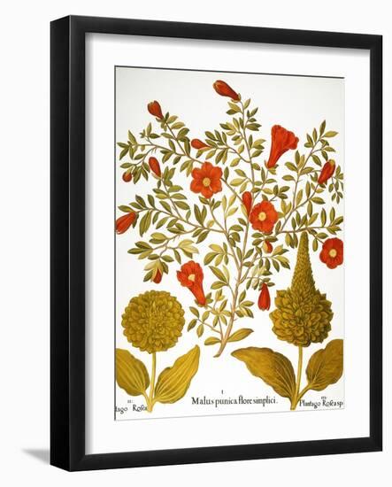 Pomegranate, 1613.-Besler Basilius-Framed Giclee Print