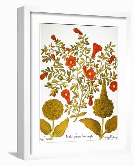 Pomegranate, 1613.-Besler Basilius-Framed Giclee Print