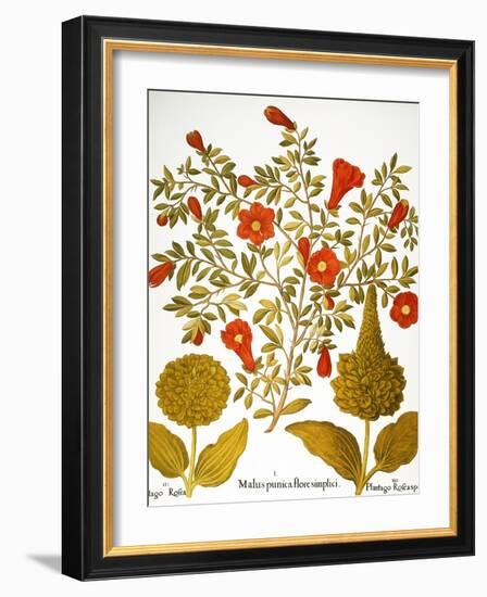 Pomegranate, 1613.-Besler Basilius-Framed Giclee Print