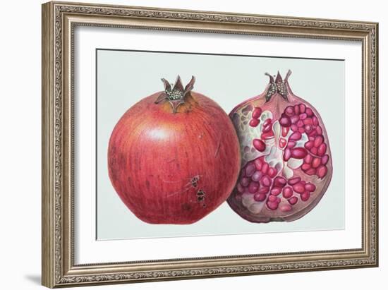 Pomegranate, 1995-Margaret Ann Eden-Framed Giclee Print