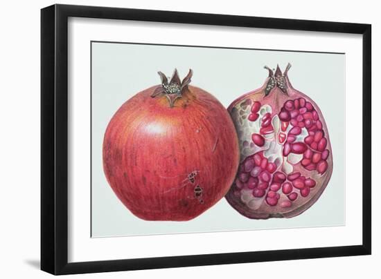 Pomegranate, 1995-Margaret Ann Eden-Framed Giclee Print