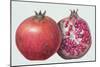 Pomegranate, 1995-Margaret Ann Eden-Mounted Giclee Print