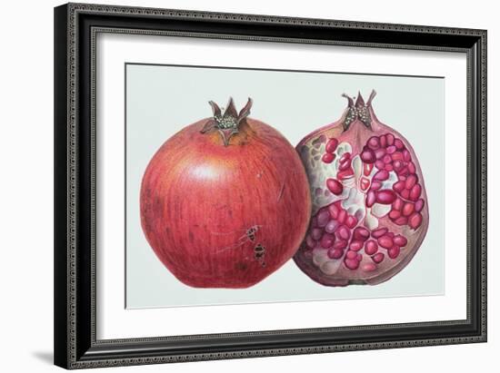 Pomegranate, 1995-Margaret Ann Eden-Framed Giclee Print