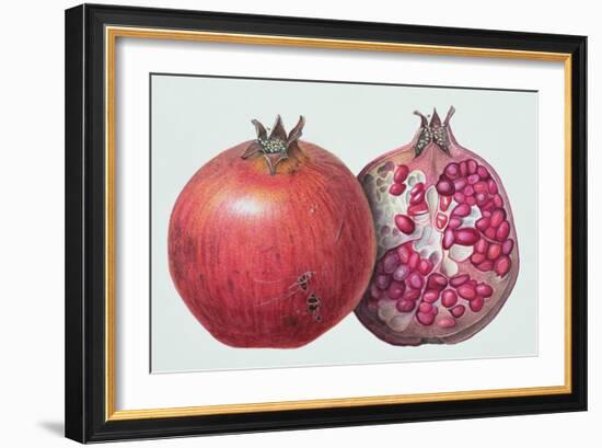 Pomegranate, 1995-Margaret Ann Eden-Framed Giclee Print