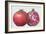 Pomegranate, 1995-Margaret Ann Eden-Framed Giclee Print