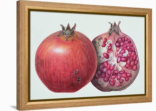 Pomegranate, 1995-Margaret Ann Eden-Framed Premier Image Canvas