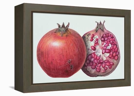 Pomegranate, 1995-Margaret Ann Eden-Framed Premier Image Canvas