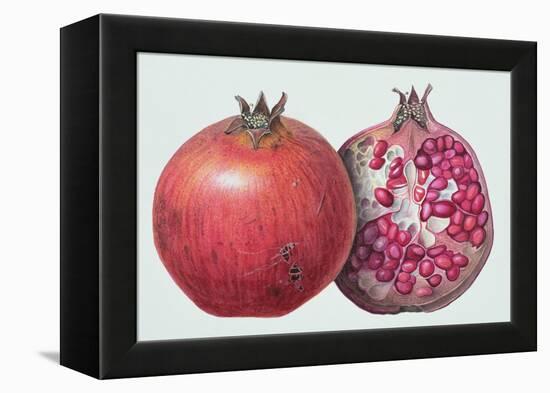 Pomegranate, 1995-Margaret Ann Eden-Framed Premier Image Canvas