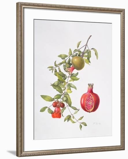 Pomegranate, 1995-Margaret Ann Eden-Framed Giclee Print