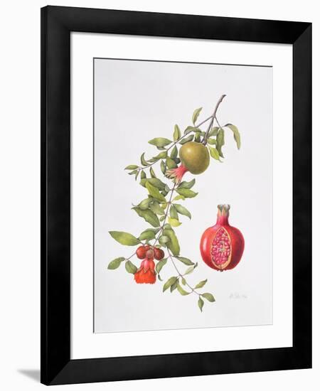 Pomegranate, 1995-Margaret Ann Eden-Framed Giclee Print