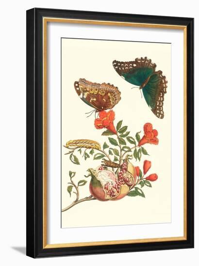 Pomegranate and Butterflies-Maria Sibylla Merian-Framed Premium Giclee Print