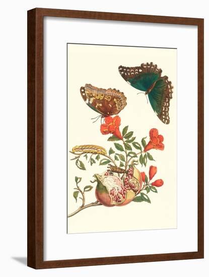 Pomegranate and Butterflies-Maria Sibylla Merian-Framed Art Print