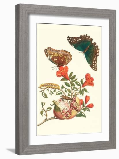 Pomegranate and Butterflies-Maria Sibylla Merian-Framed Art Print