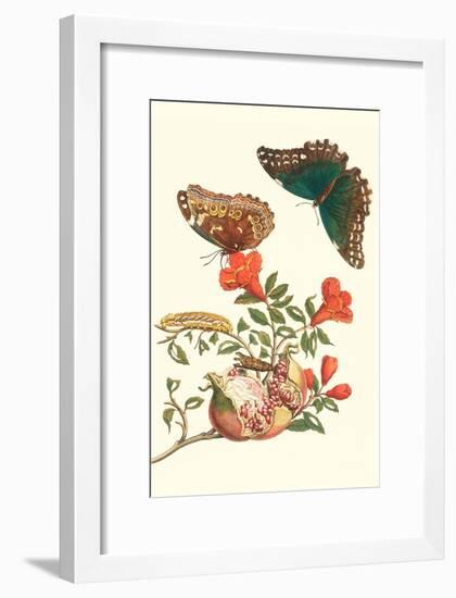 Pomegranate and Butterflies-Maria Sibylla Merian-Framed Art Print