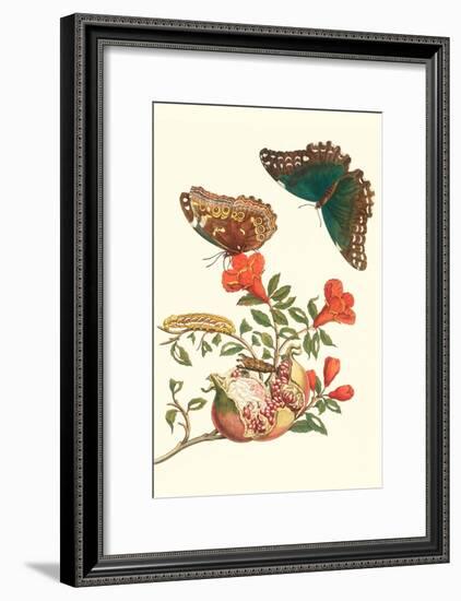 Pomegranate and Butterflies-Maria Sibylla Merian-Framed Art Print