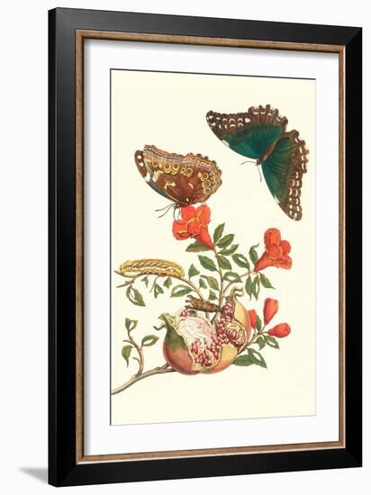 Pomegranate and Butterflies-Maria Sibylla Merian-Framed Art Print