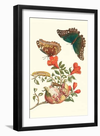 Pomegranate and Butterflies-Maria Sibylla Merian-Framed Art Print