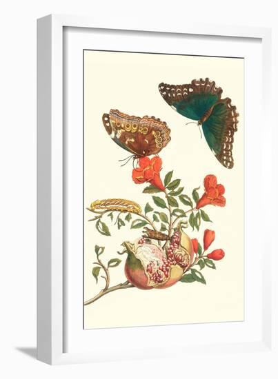 Pomegranate and Butterflies-Maria Sibylla Merian-Framed Art Print