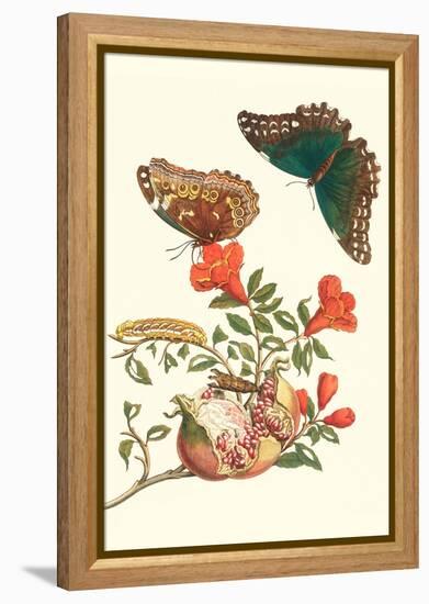 Pomegranate and Butterflies-Maria Sibylla Merian-Framed Stretched Canvas