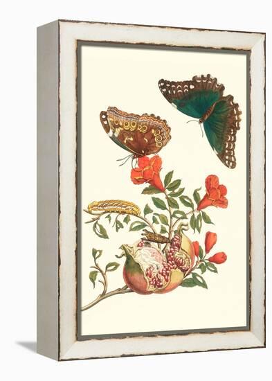 Pomegranate and Butterflies-Maria Sibylla Merian-Framed Stretched Canvas