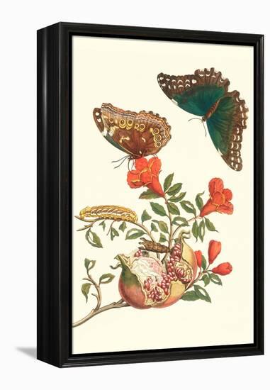 Pomegranate and Butterflies-Maria Sibylla Merian-Framed Stretched Canvas