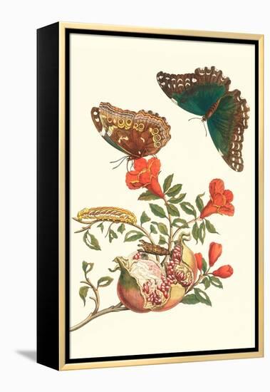 Pomegranate and Butterflies-Maria Sibylla Merian-Framed Stretched Canvas