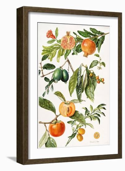 Pomegranate and Other Fruit-Elizabeth Rice-Framed Giclee Print