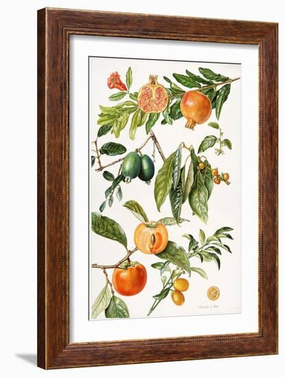 Pomegranate and Other Fruit-Elizabeth Rice-Framed Giclee Print