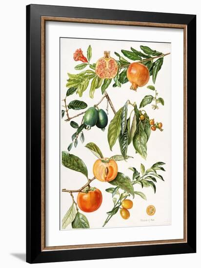 Pomegranate and Other Fruit-Elizabeth Rice-Framed Giclee Print