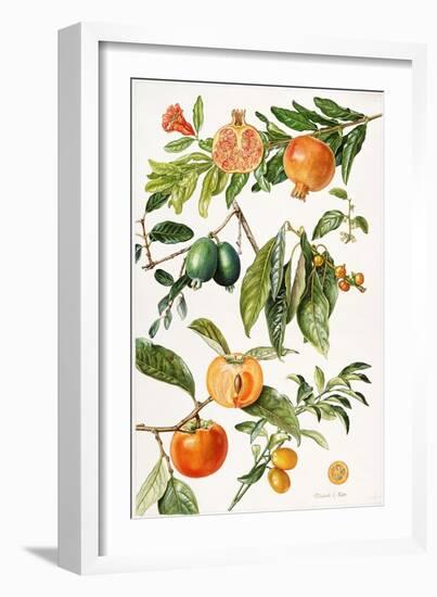 Pomegranate and Other Fruit-Elizabeth Rice-Framed Giclee Print