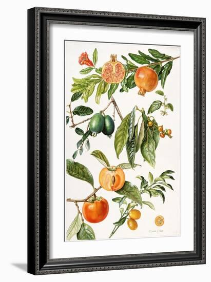 Pomegranate and Other Fruit-Elizabeth Rice-Framed Giclee Print