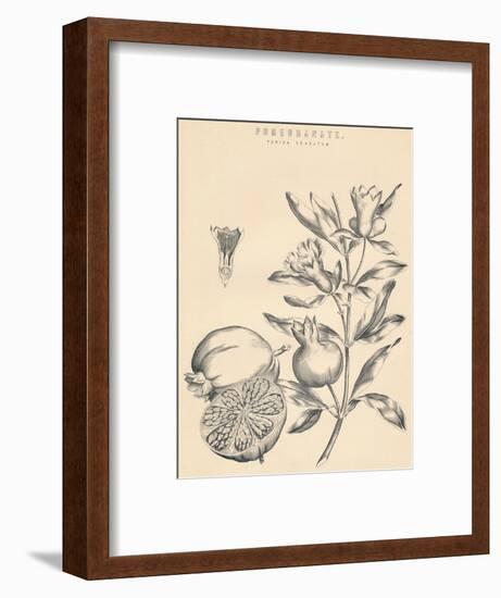 'Pomegranate', c19th century-Unknown-Framed Giclee Print