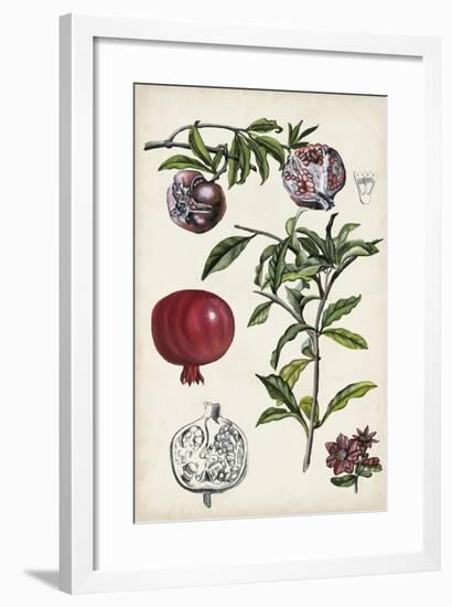 Pomegranate Composition I-Naomi McCavitt-Framed Art Print