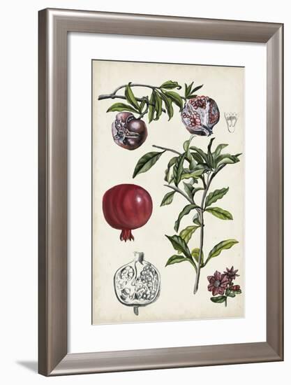 Pomegranate Composition I-Naomi McCavitt-Framed Art Print