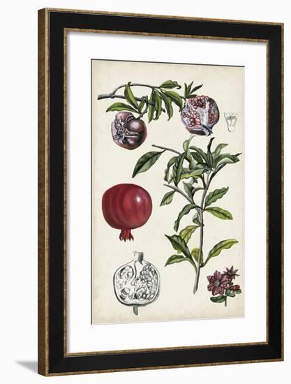 Pomegranate Composition I-Naomi McCavitt-Framed Art Print