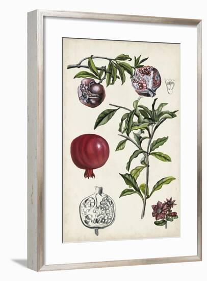 Pomegranate Composition I-Naomi McCavitt-Framed Art Print