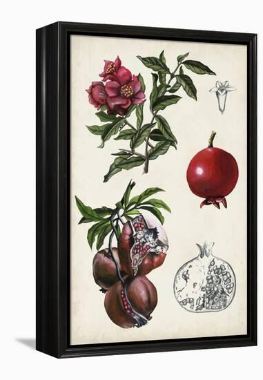 Pomegranate Composition II-Naomi McCavitt-Framed Stretched Canvas