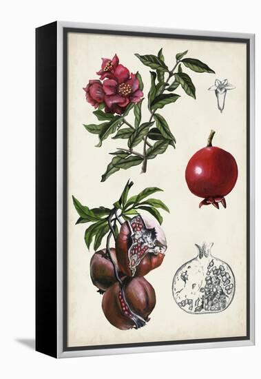 Pomegranate Composition II-Naomi McCavitt-Framed Stretched Canvas
