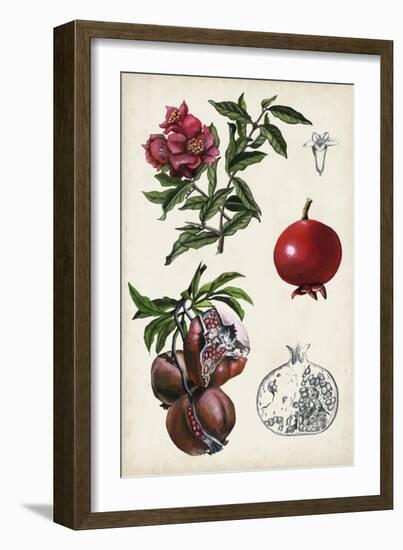 Pomegranate Composition II-Naomi McCavitt-Framed Art Print