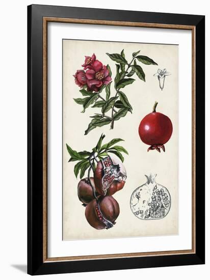 Pomegranate Composition II-Naomi McCavitt-Framed Art Print