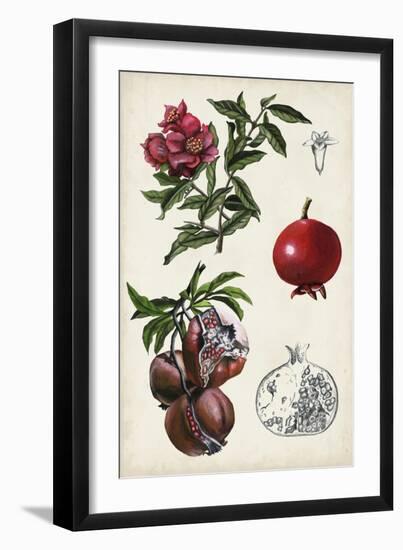 Pomegranate Composition II-Naomi McCavitt-Framed Art Print