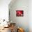 Pomegranate Fruit-Subbotina Anna-Framed Premier Image Canvas displayed on a wall